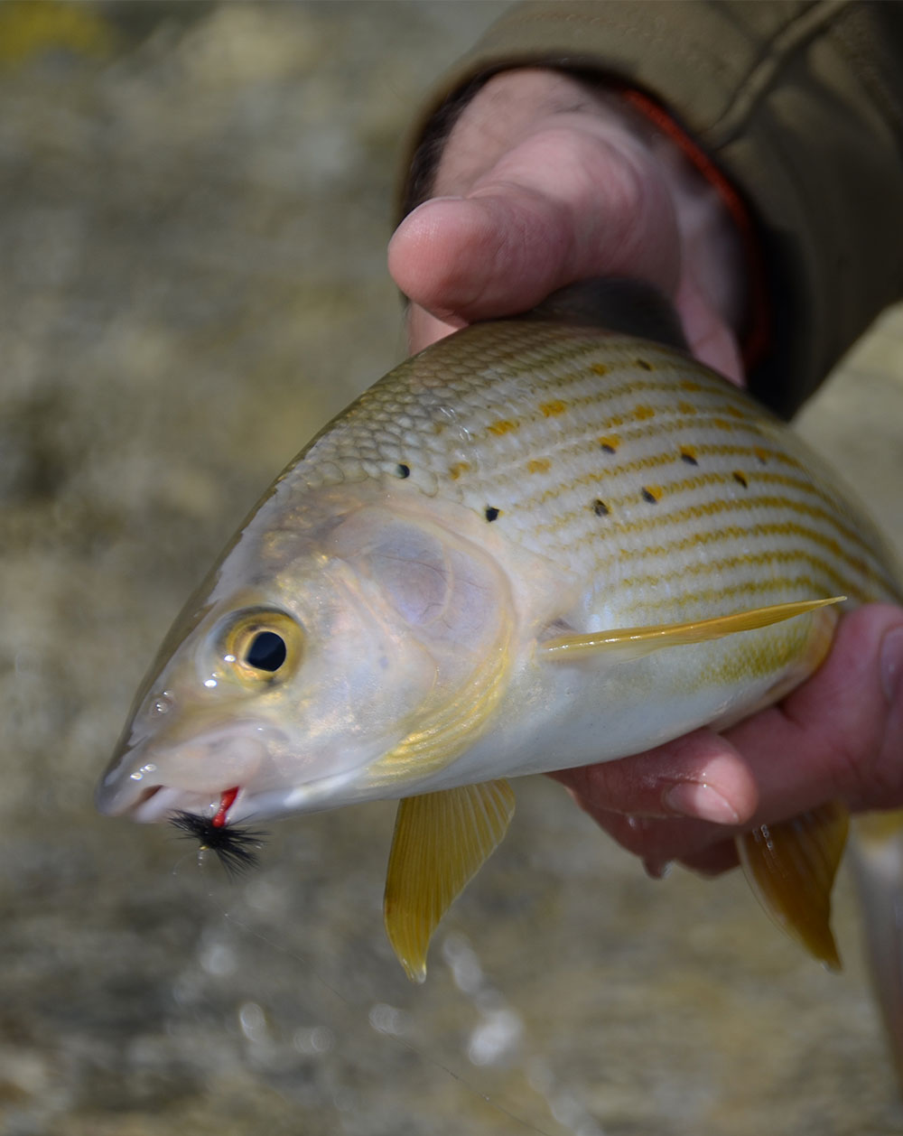 Fisch in der Hand